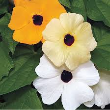 Image result for Thunbergia crispa