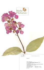 Image result for Lagerstroemia speciosa