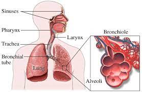 Normal Lung Function Pediatric Pulmonary Allergy Division College Of Medi Upper Respiratory Tract Infection Respiratory Diseases Human Respiratory System