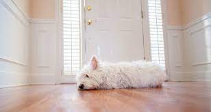 But if this issue occurs suddenly, take your dog to the vet for a. Dealing With Dog Separation Anxiety Cesar S Way