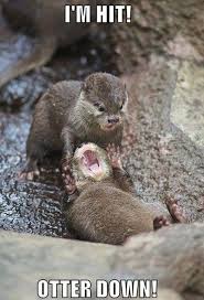 Stupid funny funny cute haha funny funny stuff funny humor very funny pics funny drunk that's hilarious funny ads. Funny Animals Funnyaanimals Twitter