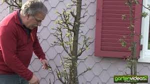 Alle seitentriebe, die länger als 30 cm sind, werden auf 20 cm zurückgenommen. Wie Schneide Ich Einen Alteren Malini Apfelbaum Saulenapfelbaum Youtube