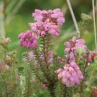 Image result for Crepidorhopalon tenuis