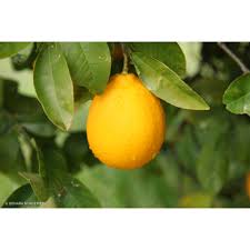 Image result for Citrus reticulata