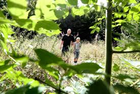 Nästan helt igenväxt …på djurkyrkogården