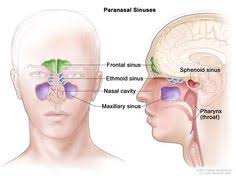 Nasal cavity volume, maxillary sinus volume, and a geometric mean for craniofacial size were also calculated. 9 Best Nasal Cavity Ideas Nasal Cavity Sinus Cavities Anatomy
