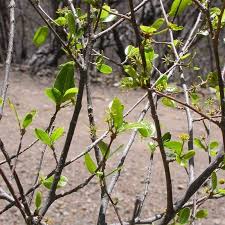 Image result for Oldfieldia