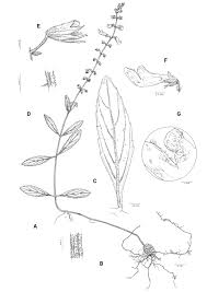 Image result for Coleus longipetiolatus