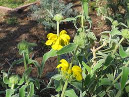 Image result for Phlomis fruticosa