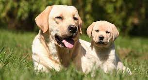 2 introducing your old dog and new puppy. Introducing A Puppy To An Older Dog Getting Off On The Right Paw