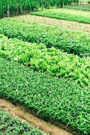 How To Plan A Vegetable Garden Gardeningtips Gardening Vegetablegarden Photo Via Unspla What Is Organic Farming Vegetable Farming Organic Vegetable Garden