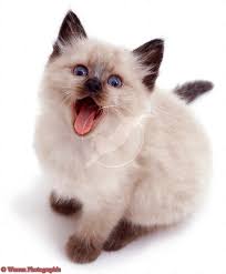 Pics Of Siamese Kittens Colourpoint Siamese Kitten Looking Up And Yawning Photo Wp01135 Angora Cats Siamese Kittens Cats And Kittens