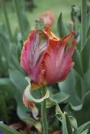 Check spelling or type a new query. Growing Parrot Tulips Learn About The Care Of Parrot Tulip Flowers