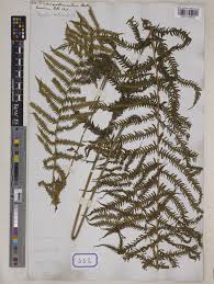 Image result for Pseudocyclosorus