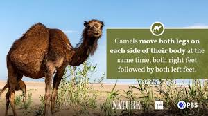 The llama, the alpaca, the guanaco. Camel Fact Sheet Blog Nature Pbs