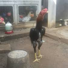 Jual Ayam Shamo Tapos Djolali Cemani Tokopedia
