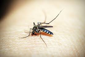 There's is a household cure for these uncomfortable bites and best of all, it's cheap. The Best Essential Oils For An All Natural Anti Itch Mosquito Bite Treatment Phillyvoice