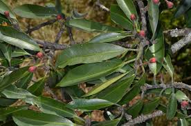 Image result for Symphonia globulifera