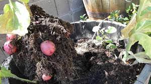 Based on frost dates and planting zones. Phoenix Arizona Red Potato Harvest Youtube