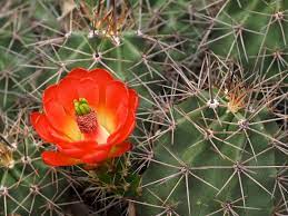 Moon cacti are slow growers, which makes them the perfect choice if you don't want to worry about repotting. Central Oklahoma Cactus Succulent Society