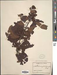 Image result for Psydrax subcordata