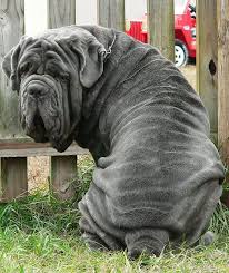 17 Of The Biggest And Most Beautiful Mastiff Breeds In The World