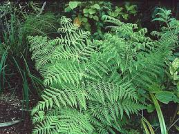 Image result for Histiopteris incisa