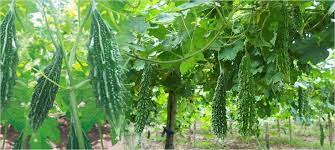 Bitter Gourd Seeds Kundan Bitter Melon F1 Hybrid 10 Organic Seeds Theseedhouse In 2021 Organic Seeds Bitter Melon Bitter Gourd