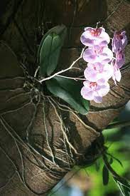 Pin Di Guadeloupe