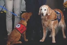 The best female dog names ever. Important Female Dogs In History American Kennel Club