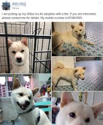 Shiba inu is currently trading on 6 exchanges, with a 24hr trade volume of $179,102,684. S Porean Puts Up Shiba Inu For Adoption With A Fee But Fee Is Allegedly 5 000