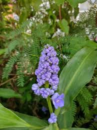 Image result for Dichorisandra