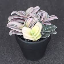 Image result for Tradescantia sillamontana