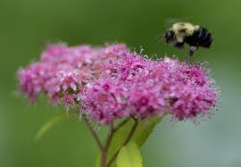 Beekeepers continue to report major hive losses each year, while many native bees and other adding milkweed to your garden provides food for monarch butterfly caterpillars, but don't forget nectar sources for the adults, such as flowers. What You Can Do In Your Garden To Help Bees And Butterflies The Globe And Mail