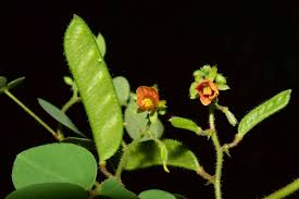 Image result for Chamaecrista absus