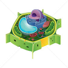 Find & download free graphic resources for plant cell. Anatomy Of A Plant Cell Vector Image 1870062 Stockunlimited