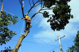 Homeowners and contractors alike appreciate the way we get the job done right. Wright Tree Service Opening Hours 1265 Kingston Ave Ottawa On
