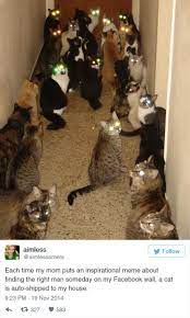 15 Funny Tweets About Cats Favogram Cat Quotes Funny Cat Memes Funny Christmas Captions