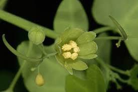 Image result for Adenia gummifera