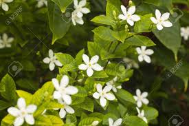 While summer jasmine (jasminum officinale and j. Thai White Jasmine Flower In The Garden Stock Photo Picture And Royalty Free Image Image 14567404