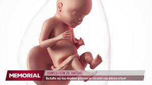 28 Haftalik Gebelik Doneminde Neler Oluyor Youtube