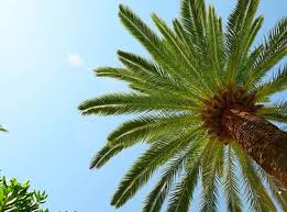 Hanging one or two stems on the wall in the hallway/entrance will give you sense of stylish and trendy mood. Artificial Tropical Trees Tropical Palm Trees Commercial Silk