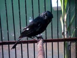 Persebaran burung decu ini berada di asia meliputi. Download Mp3 Suara Decu Pilihan Disini Burungmaster Official