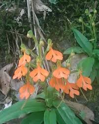 Image result for Habenaria attenuata