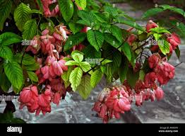 Image result for Mussaenda rivularis