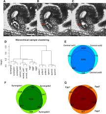 Maybe you would like to learn more about one of these? Arabidopsis Female Gametophyte Gene Expression Map Reveals Similarities Between Plant And Animal Gametes Current Biology