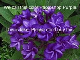 ** for sale now on lulu.com and amazon.com and google.com. Faq Southern California Plumeria Society