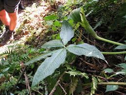 Image result for Arisaema mildbraedii
