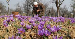 Pin On Saffron Crocus