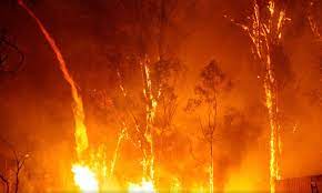 January 2020 Fires The Age Newspaper Age Newspaper Photo Flora Fauna